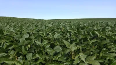 Foto del lote con anomalía