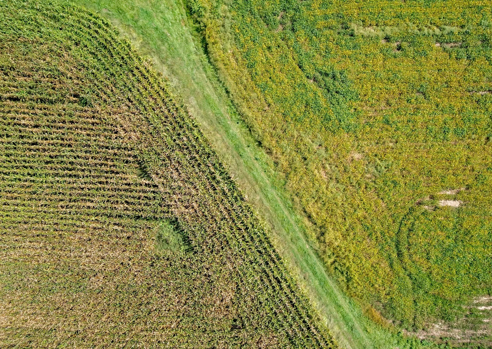 Vista aérea de campos cultivados