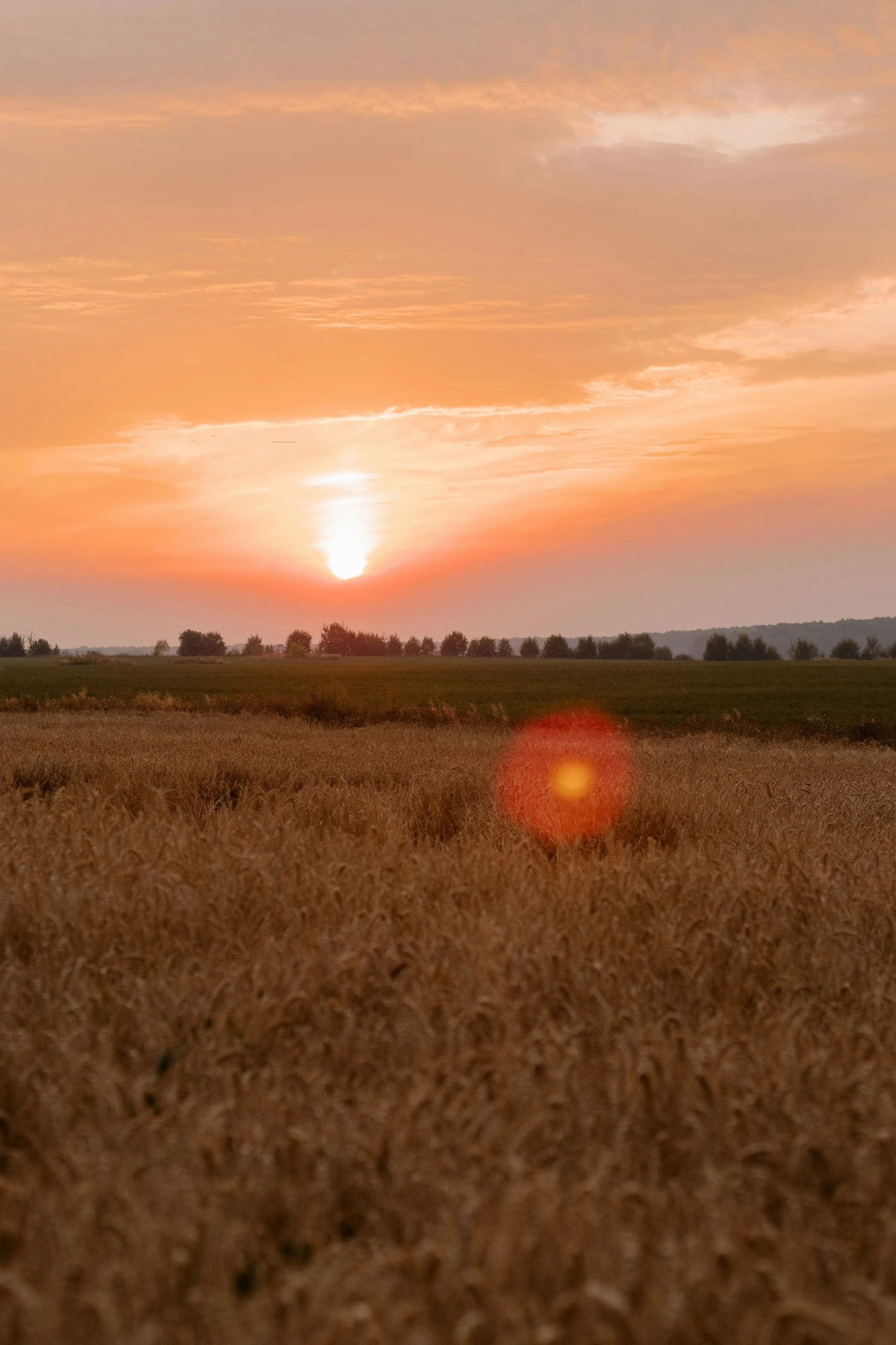 Atardecer sobre campo de soja en la pampa argentina